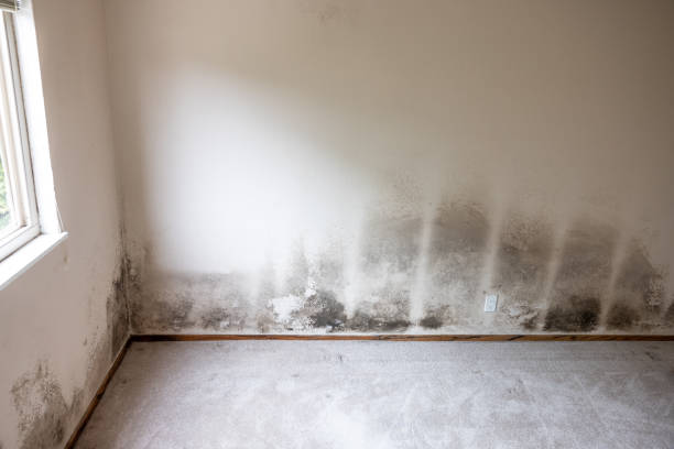 Mold Removal for HVAC Installations in Portage Lakes, OH